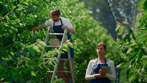 agricultural specialists working on plantation checking quality of production