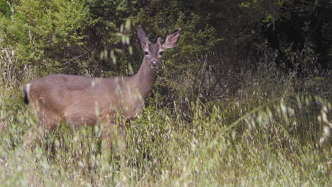 a young black-tailed deer buck with budding velvet antlers trots away in the pacific northwest wilderness