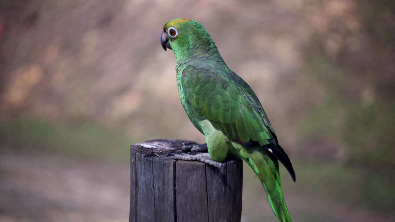 View of a happy joyful green parrot looking around while standing in a wood stick in the nature
