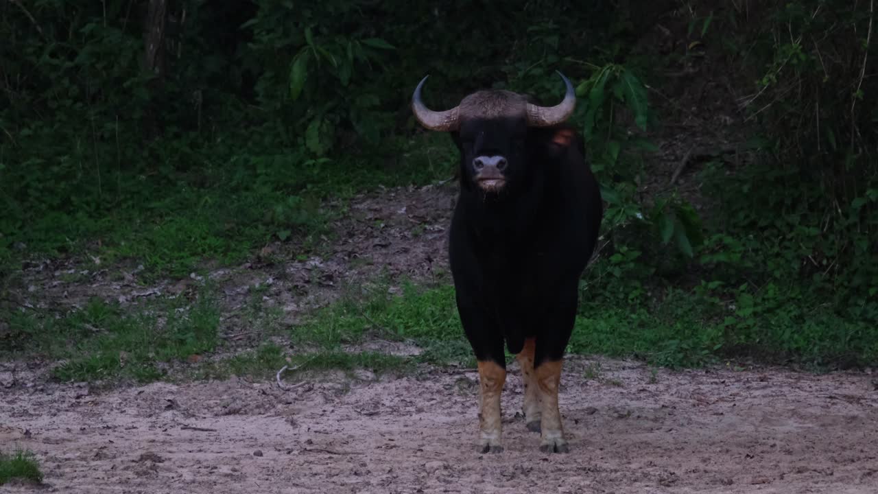 mirando hacia la cámara mientras se aleja, el bisonte indio bos gaurus, tailandia