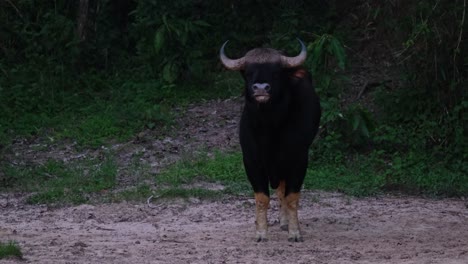 Blick-In-Die-Kamera,-Während-Herausgezoomt,-Indischer-Bison-Bos-Gaurus,-Thailand