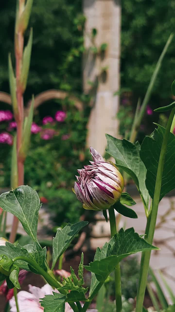 primer plano de un brote de dahlia en un jardín