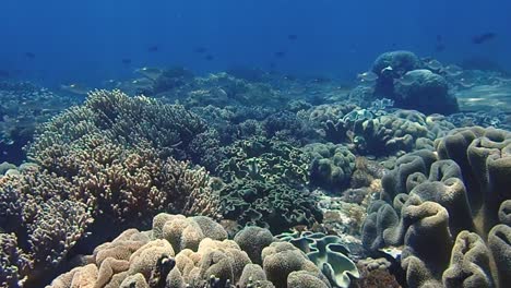 sun is shining down on a coral reef with multiple different types of corals in all different colors