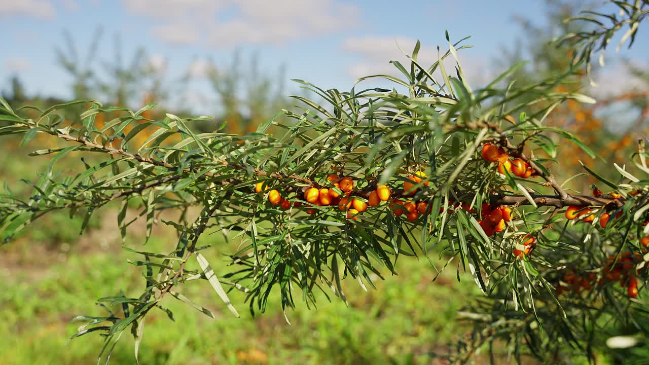 primer plano de una rama de espino amarillo con bayas de color naranja brillante en un entorno verde al aire libre