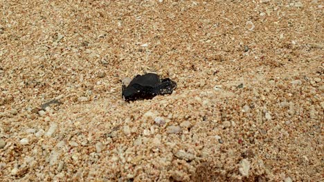 solo baby juvenile loggerhead sea turtle hatchling on white sandy beach making its way to the ocean for first time