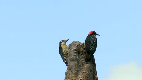 a couple of black-cheeked woodpeckers on a broken tree trunk scanning the surroundings - tilt up
