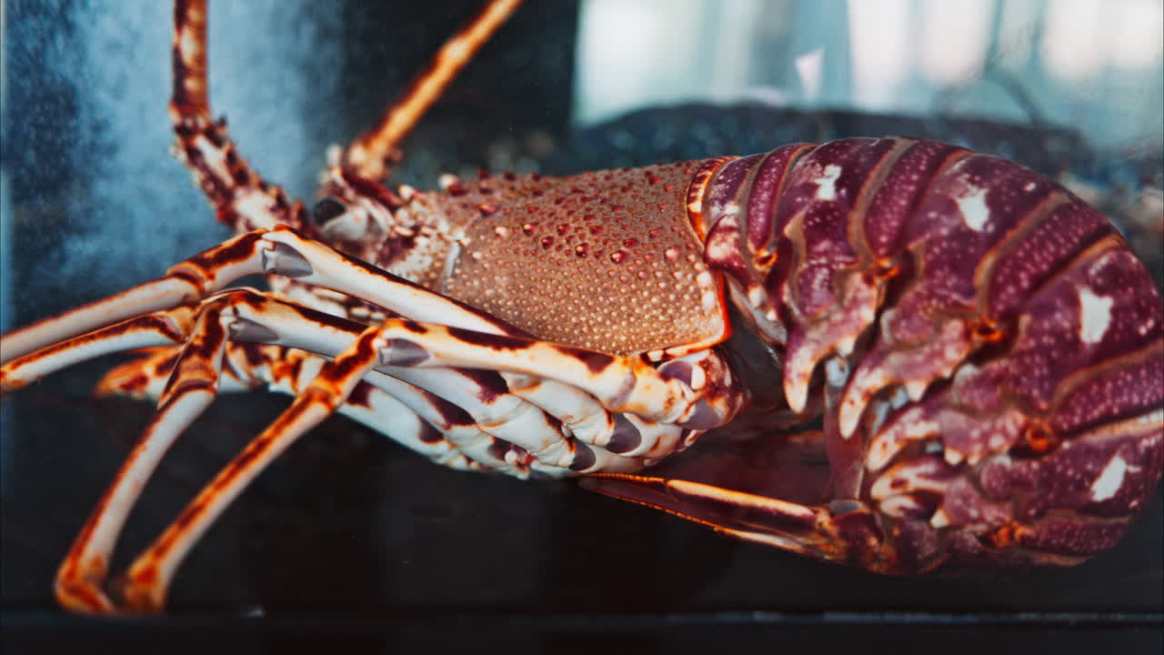 Close up view of a lobster moving in an aquarium