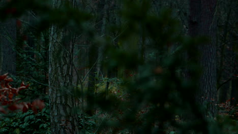 dark forest autumn cold morning pathway creepy mood