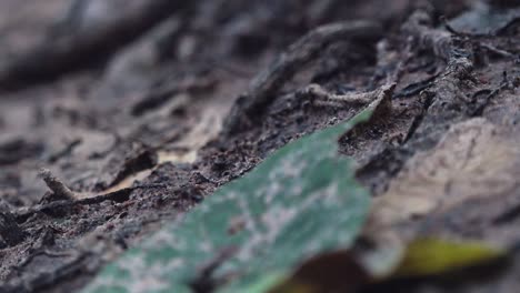 Convoy-of-Large-Black-Ants-Traversing-the-Forest-Floor