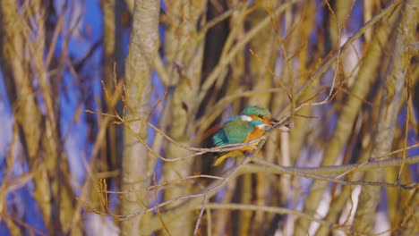 Beautiful-Common-Kingfisher--pounds-prey-against-the-perch