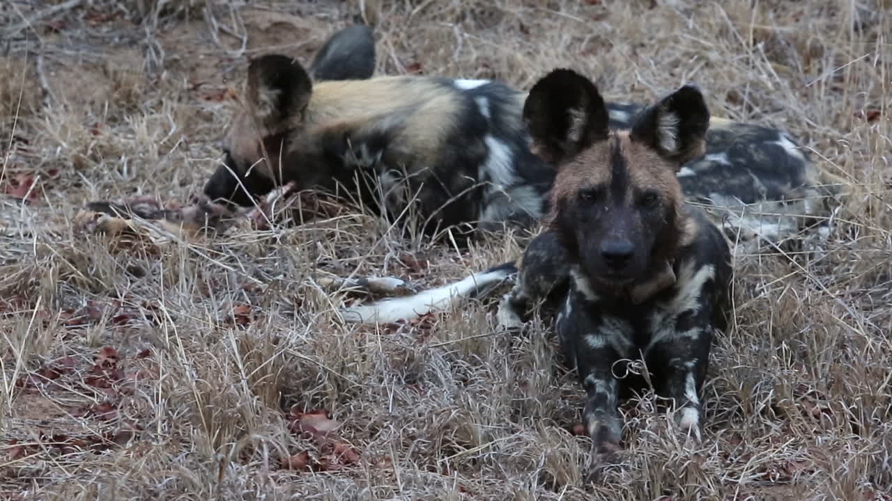 perros salvajes africanos masticando el cadáver de un antílope joven.