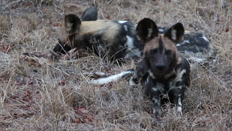 Afrikanische-Wildhunde-Kauen-Den-Kadaver-Einer-Jungen-Antilope