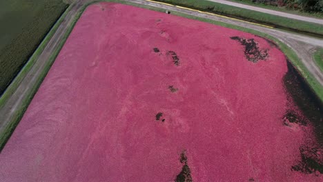 un pantano de arándanos está listo para la cosecha en el centro de wisconsin