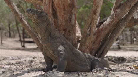 Full-side-view-of-still-large-Komodo-dragon-in-sand-by-tree,-slow-pan