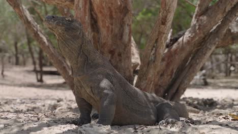 full side view of still large komodo dragon in sand by tree, slow pan