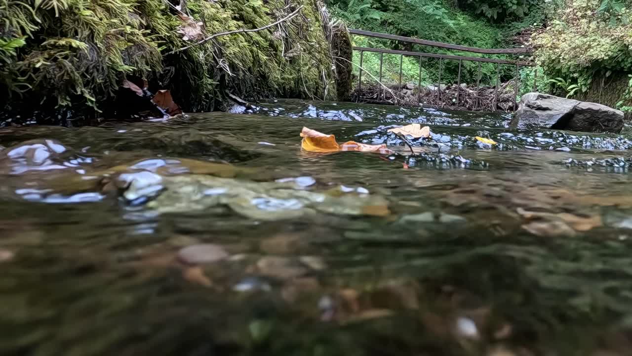 A close-up view of a stream with floating autumn leaves and moss-covered rocks.