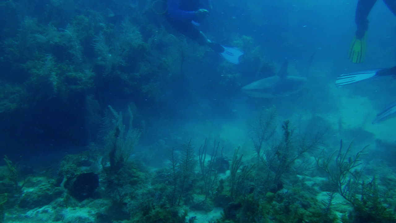 un tiburón de arrecife muerde un pez león de una caña de buceo