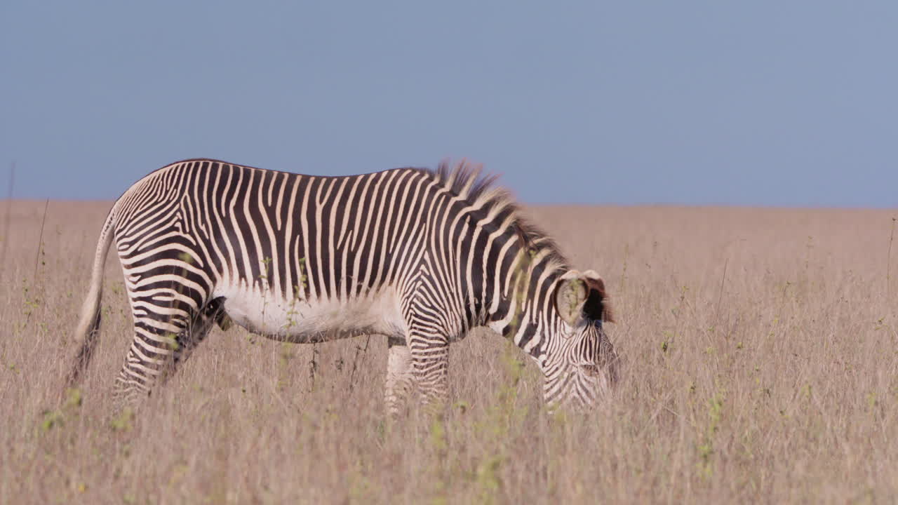 Grevy's Zebra walking in savannah in midday