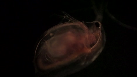 Microscopic-view-of-Daphnia,-a-water-flea