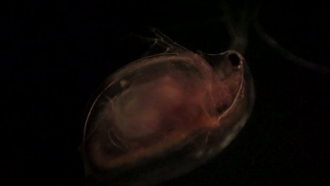 microscopic view of daphnia, a water flea