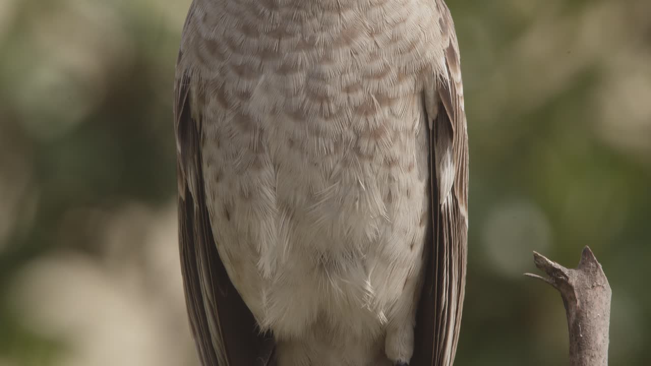 tiro de retrato inclinado hacia arriba temprano en la mañana de un ruiseñor de cola larga encaramado de la selva tropical peruana