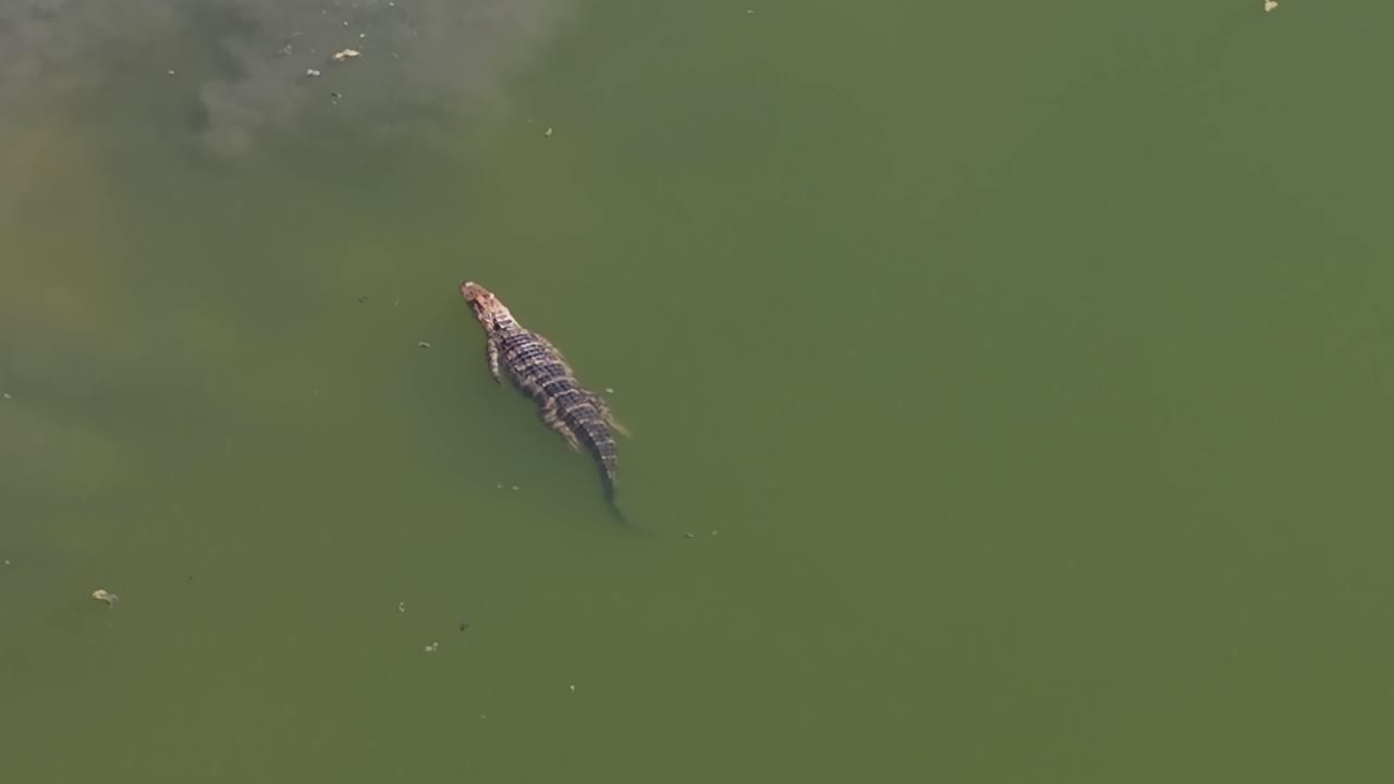 Aerial view of an alligator cruising through a pond in The Villages, FL