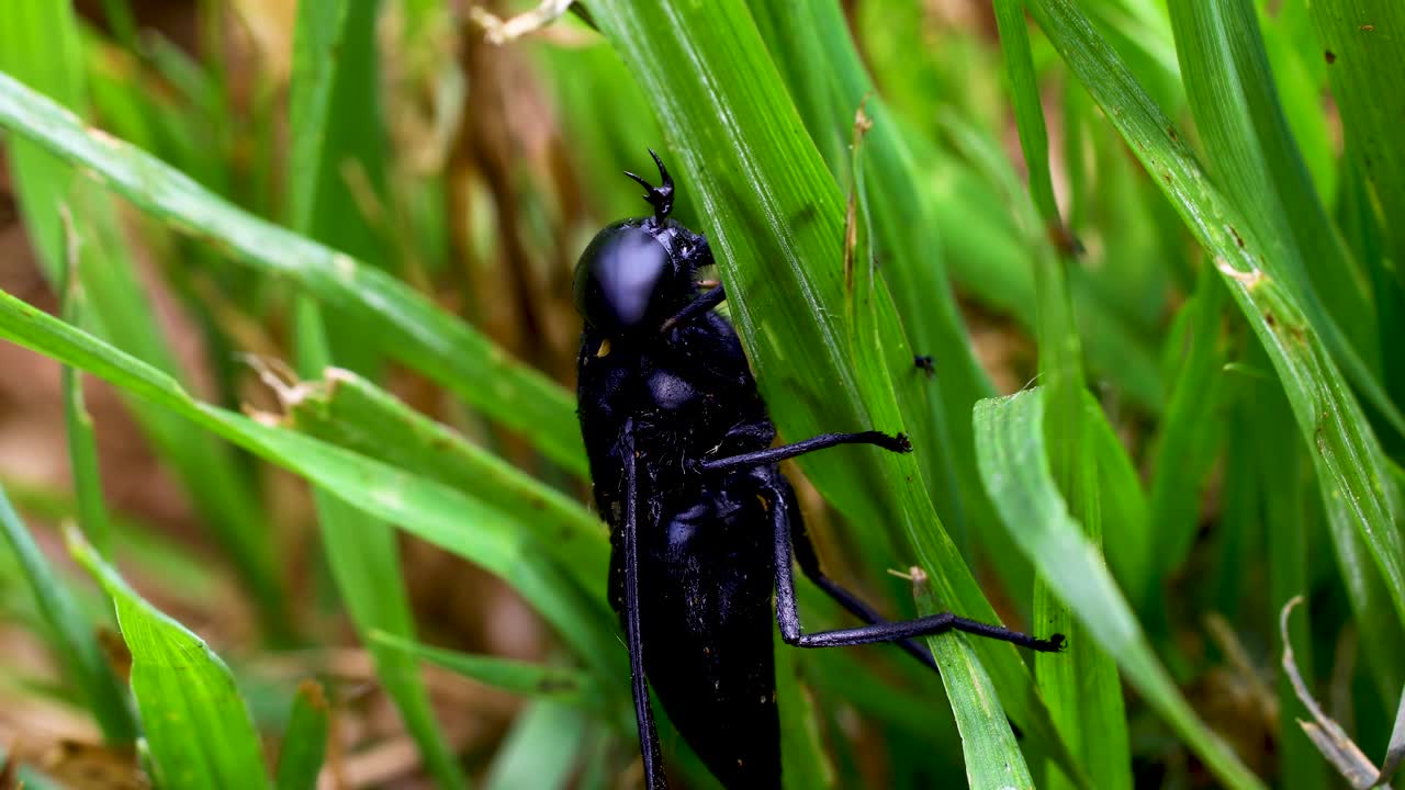 Macro video of Black Horse Fly (Tabanus atratus)