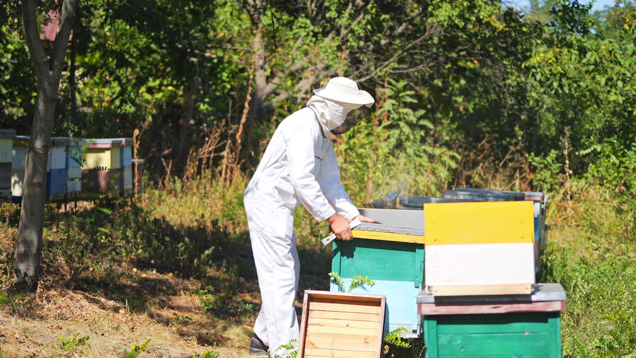 Experienced apiarist on apiary. Profile view of a beekeeper near wooden beehives in the forest. Bee master in white protective uniform working in a bee-garden in summer.
