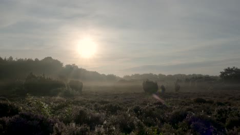misty sunrise over heath landscape