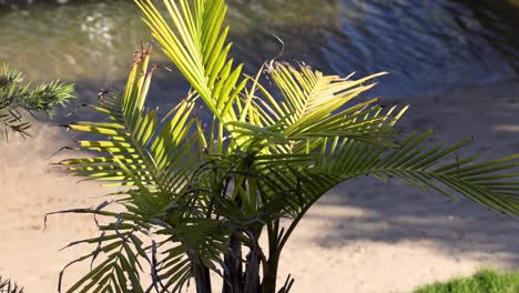 palm tree swaying near a canal