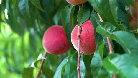 trucking push in of fresh ripe peaches hanging on a tree in an orchard