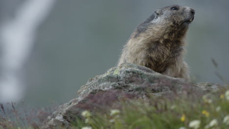 Close-up-of-a-big-marmot-lying-on-a-rock-in-the-mountains