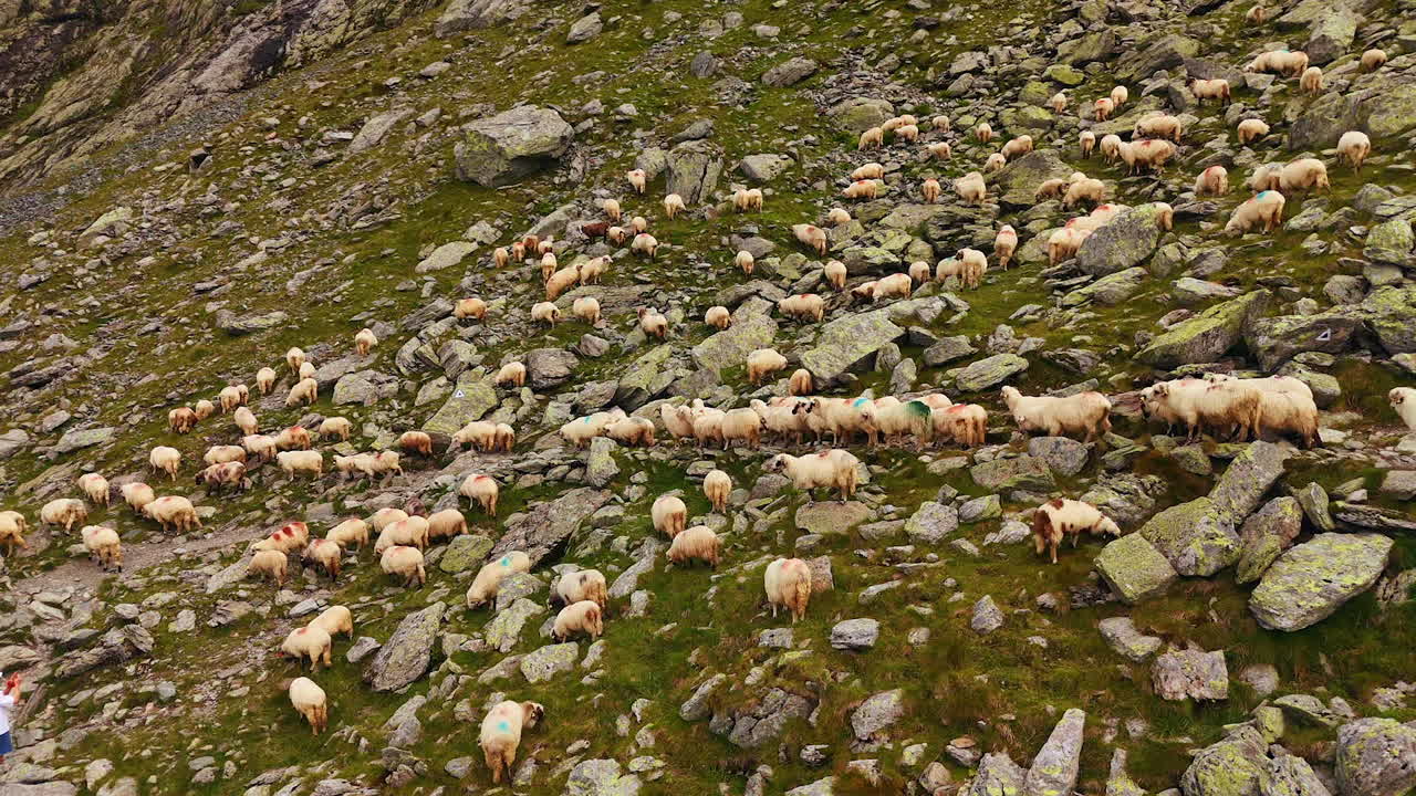 Livestock on the mountain. White sheep walking and running by the rocks searching for food