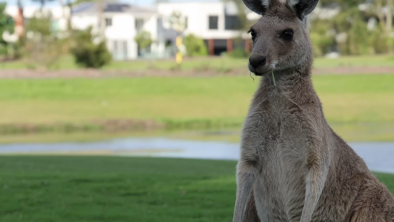 A kangaroo stands alert in a green field near suburban houses, observing its surroundings.