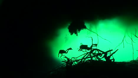 silhouette divers in cenote