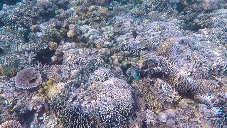 pez loro tropical verde azul nadando sobre impresionantes jardines submarinos de arrecifes de coral, snorkeling y buceo, remota isla tropical de timor leste, sudeste de asia