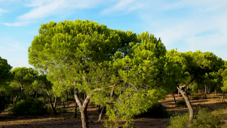 bosque de pinos parasol en el rompido, españa - drone volando lentamente hacia el árbol