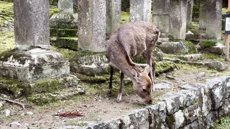 Heiliger-Sikahirsch,-Der-Zwischen-Steinsäulen-Im-Nara-park,-Japan-Weidet