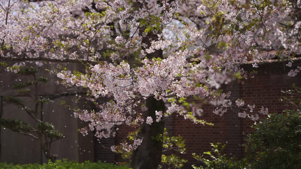 Fiori di ciliegio Sakura che cadono al rallentatore, primavera in Giappone.