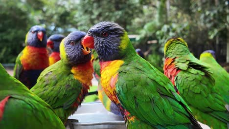 Wild-native-Australian-Rainbow-Lorikeet-birds-gathered-together-to-feed-at-a-wildlife-bird-sanctuary