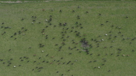 Aerial-birds-eye-view-shot-of-dairy-cows-in-a-green-field,-New-Zealand