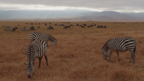 Temprano-En-La-Mañana,-El-Cráter-Ngorongoro-En-Tanzania-Es-El-Telón-De-Fondo-Mientras-Las-Cebras-Pastan-En-El-Frente-Y-Los-ñus-Pastan-En-La-Distancia