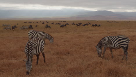 early morning, the ngorongoro crater in tanzania is the backdrop as zebras graze in the fore and wildebeests graze in the distance