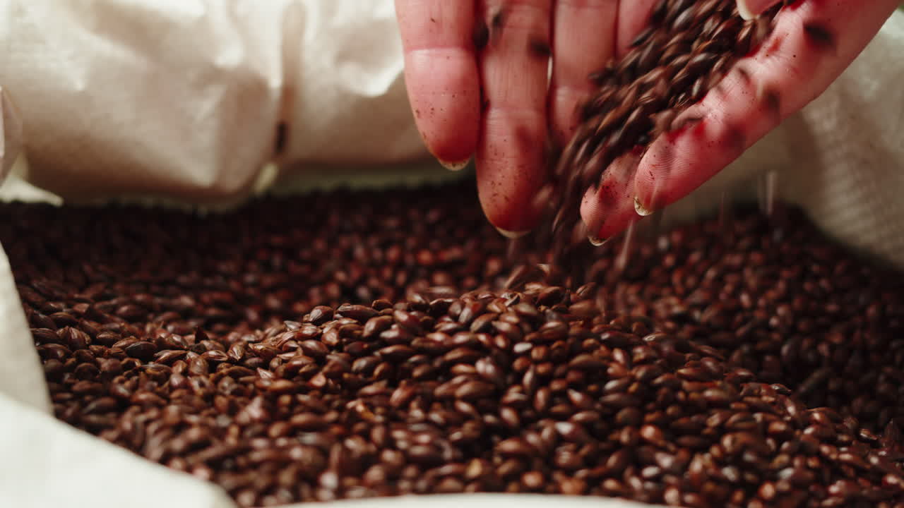 Dry black golden barley malt close-up. Craft beer production. Ripe wheat grains texture. Brewery concept. Harvesting and farming, grocery