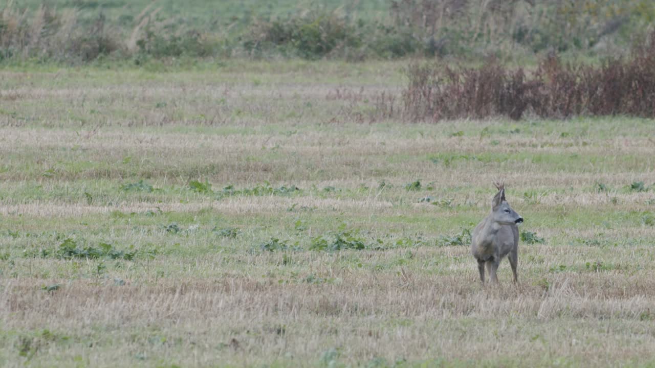 corzo en el amanecer atardecer luz de otoño entre rollos de heno comer jugar