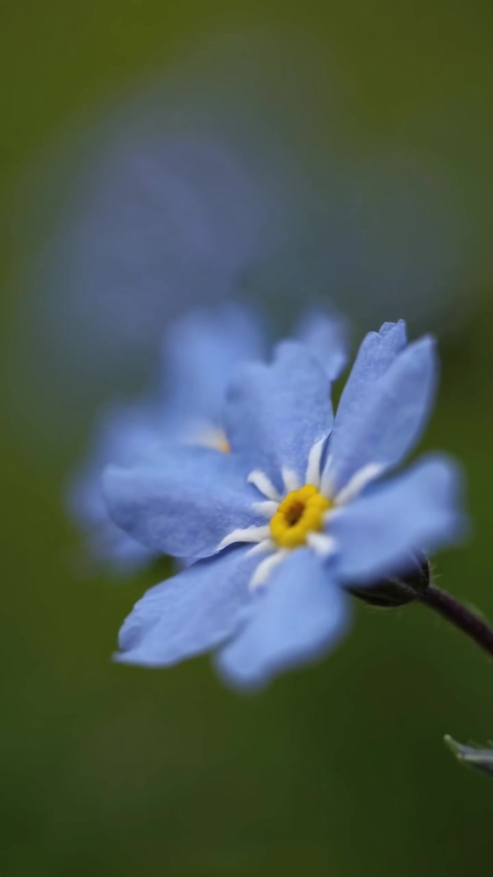 Close-up Bunga Forget-Me-Not Biru yang Lembut di Alam