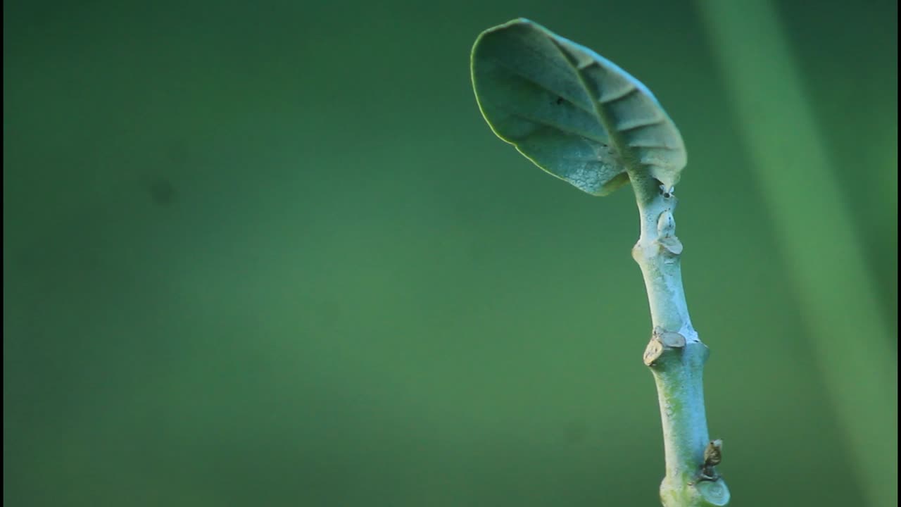 primer plano de un tallo y una hoja de una planta joven