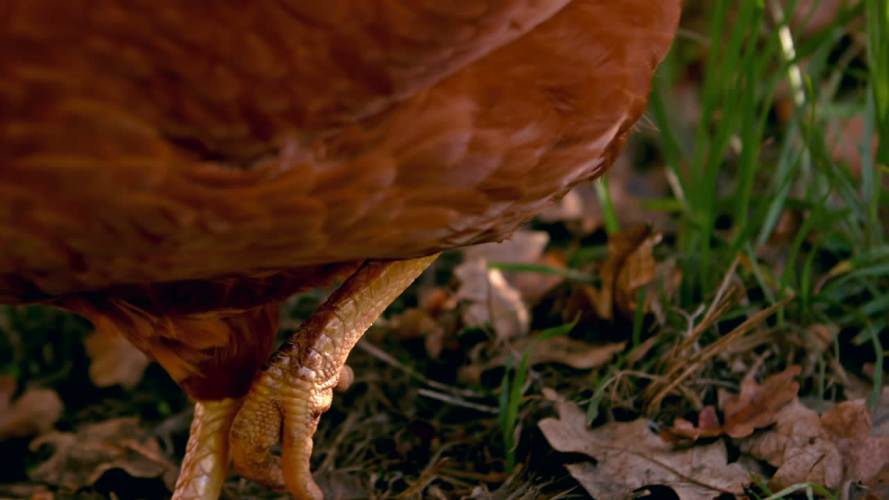 Close up view of chicken walking in slow motion