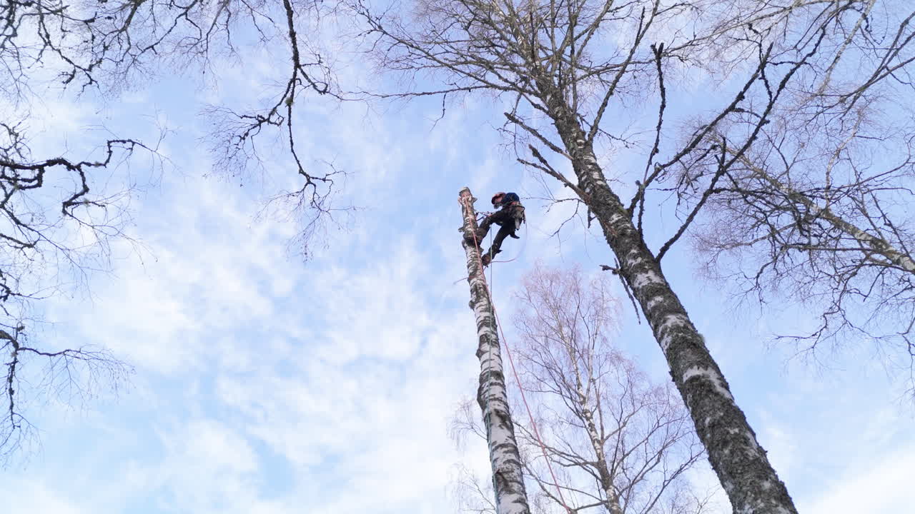 Female tree surgeon using safety ropes to rappel down birch tree, upward view