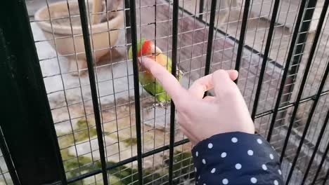 a sociable parrot, a lovebird, likes to be stroked on the head.